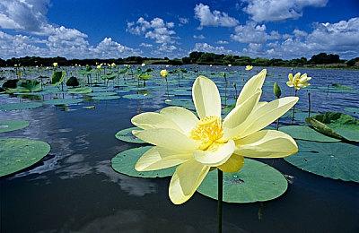 《幻兽帕鲁》Steam和Xbox玩家数量超过1900万